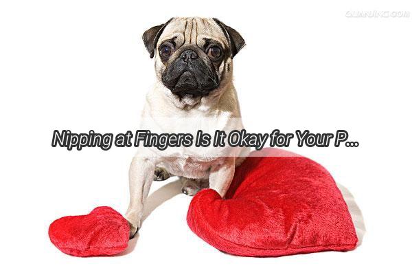 Nipping at Fingers Is It Okay for Your Pooch to Chew on Yours